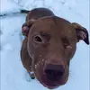 Tucker🐾🤍 - @tucker._love2017 - TikTok