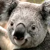 Lowell Brown - @lowell.brown6 - TikTok