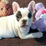 Lowell Murray - @coco_da_frenchy - Instagram