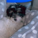 Loyal Brown - @loyal_themaltipoo - Instagram