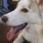 Loyal🐺 - @_loyal_smith - Instagram
