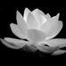 Lu Hong - Facebook
