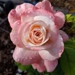 LuAnn Rudolph-Buehler - @lady_lu1313 - Instagram