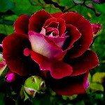 luann rose - @love_rose_ann - Instagram