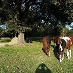Luann Simon - @luannsimon - Instagram