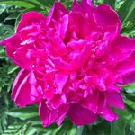 Luann - @luannegreen - Instagram