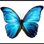 Luanne Hamilton - Facebook