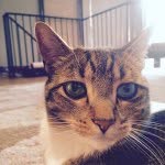 Luc Brown - @chewy_barz - Instagram