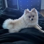 🐾💚Luc💚🐾 - @luc__hamilton_ - Instagram