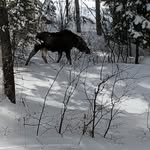 Luca Baratta - @luca_baratta_ski - Instagram