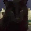 Lucas Brandon - @lucasthefriendlycat - TikTok