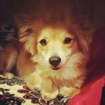 lucas chicken - @chicken_lucas - Instagram