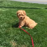 Lucas_cockapoo - @lucas_chickenugget - Instagram