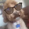 lucascorreal - @lucascorreal - TikTok