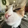 lucas - @lucas_dodson22008 - TikTok