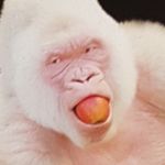 @lucas__gibb - Instagram