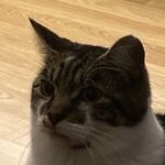 Lucas Gibbs - @lucas_gibbs2 - Instagram