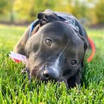 Lucas Gregory Towriss - @lucastheloveable - Instagram