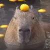 lucas.grossgold - @lucas.grossgold - TikTok