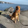 Charlie the golden retriever - @lucas.groth.baunbaek - TikTok