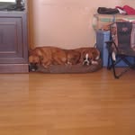 harly Hyde and Ranger hyde :-) - @lucas.hyde - Instagram