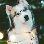 Lucas Inman - @lucasinman - Instagram
