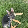 KAISER LUCAS 🐾 - @kaiser.lucas - TikTok
