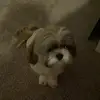 Lucas - @lucaslam4 - TikTok