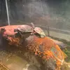 Turtle - @lucaslanders2 - TikTok