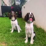 Los Springer Spaniel Lucas & Leyla 💙🩷 - @lucasleyla2 - Instagram