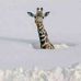 Lucas Maes - Facebook