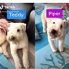 Teddy and Piper - @lucasmoon292009 - TikTok