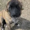 Lucas.morrow - @lucas.morrow20010 - TikTok
