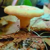 Lucas Ogden - @lucas.ogden1 - TikTok