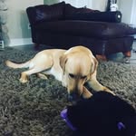 Lucas Patton - @lucas_of_troy - Instagram