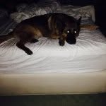 Lucas Roberson - @puppylucas - Instagram