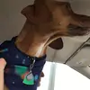 Buster🐶 - @lucasrusso_821 - TikTok