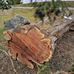 Luca's Tree &amp; Stump - Facebook