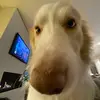 Lucas Tate - @lukazoid2005 - TikTok