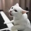 lucaswaller01 - @piano._.songs01 - TikTok