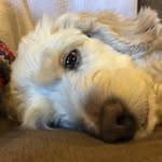 Lucas Warner - @mrsheepcow - Instagram