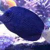 Lucas Wessel - @reeftank_germany - TikTok