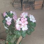 Vera Lucia Boone Wagner - @boonewagner - Instagram