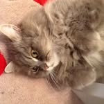 Lucia Cunningham - @luciac3023 - Instagram