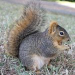 Lucia Jacobs - @squirrelchronicle - Instagram