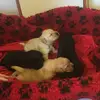 lucia payne - @cute_pug_24 - TikTok