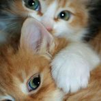 Lucia Pinelli - Facebook