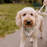 Luna Lucia Wolfe - @luna_doodle_wolfe - Instagram