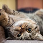 Lucie Dunn❤️😸 - @worldwidecatloverden - Instagram