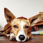 Lucie & Bubbles - @lucie_longears - Instagram